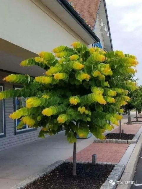 网友分享各种古怪又美丽的奇特植物…大型涨知识现场来了！