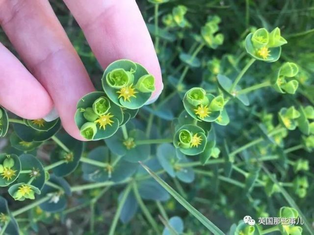 网友分享各种古怪又美丽的奇特植物…大型涨知识现场来了！