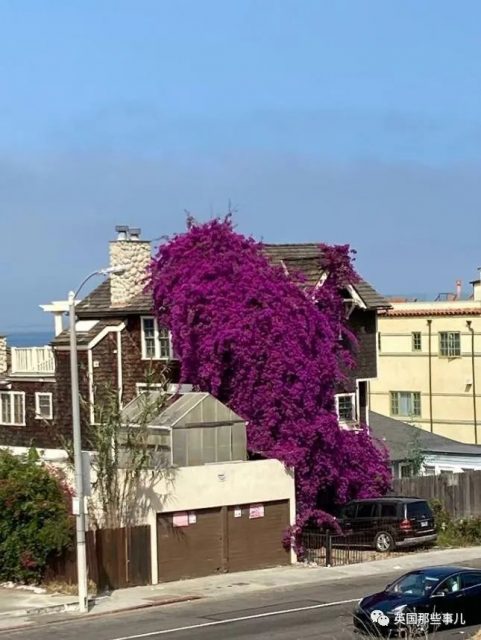 网友分享各种古怪又美丽的奇特植物…大型涨知识现场来了！