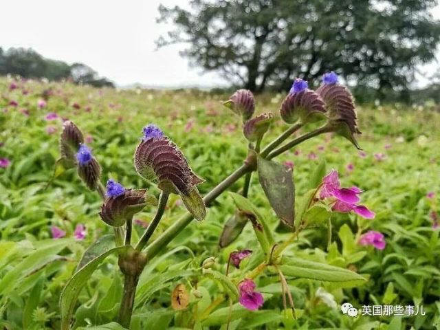 网友分享各种古怪又美丽的奇特植物…大型涨知识现场来了！