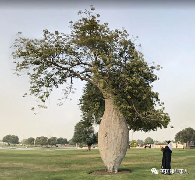 网友分享各种古怪又美丽的奇特植物…大型涨知识现场来了！