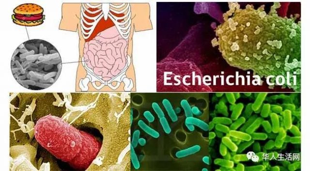 紧急召回 ：12万磅牛绞肉疑遭细菌污染！