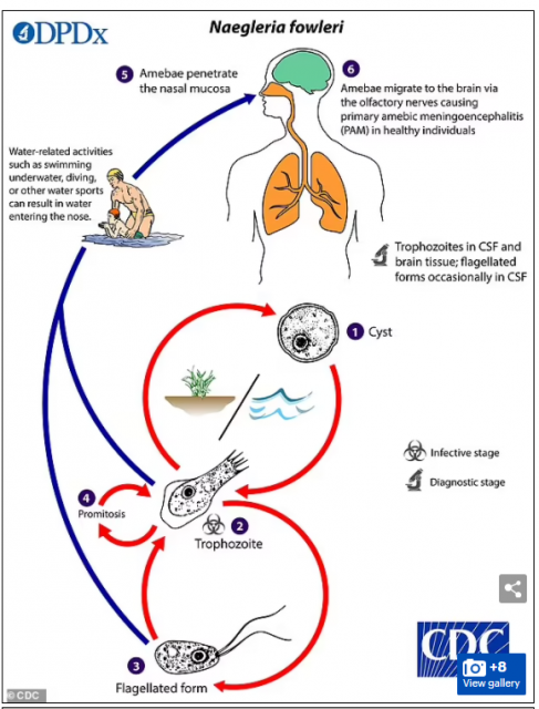 恐怖! 13岁男孩沙滩玩水 回家突发癫痫+高烧 住院插管! 染致死罕见病!