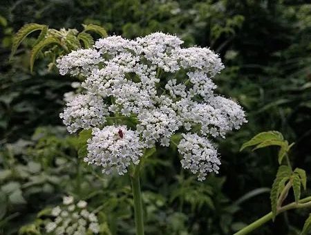 夏日“危机”重重，十种北美常见最毒植物，触碰十分危险