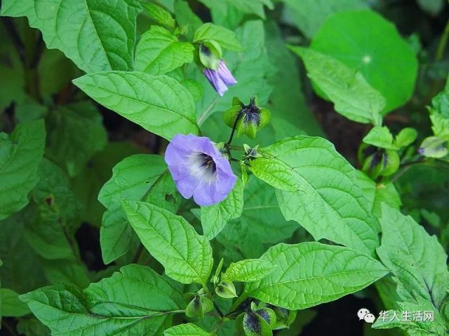 夏日「危機」重重，十種北美常見最毒植物，觸碰十分危險