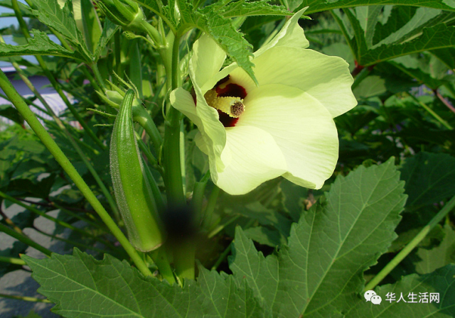 夏日「危機」重重，十種北美常見最毒植物，觸碰十分危險