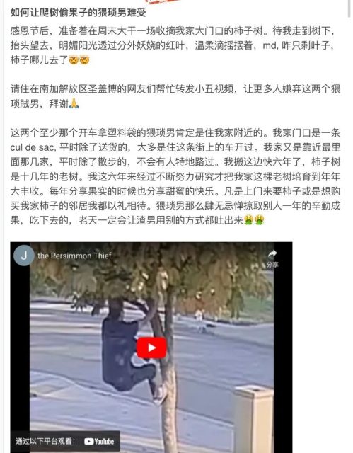 一路柿子不翼而飞，华女愤怒曝光两男开着奔驰爬树偷果