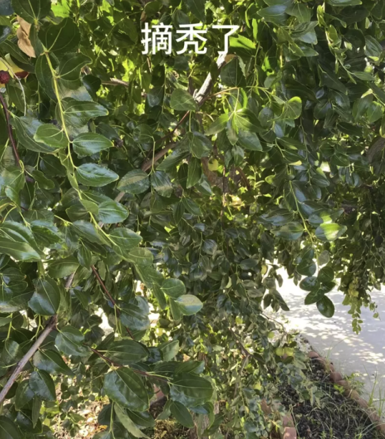 怒! 栽了5年的棗樹 被倆華人大媽一夜摘禿! 至少拿走20磅大棗!